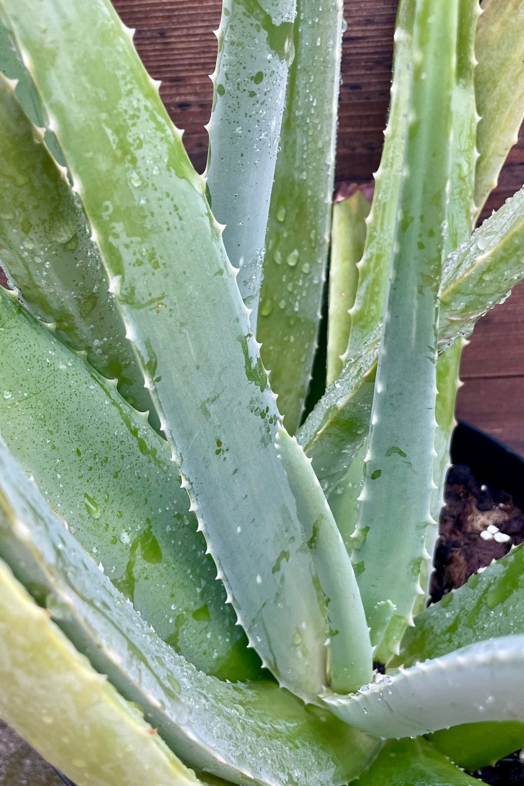 A close-up of Aloe Vera leaves ©Sprout Home