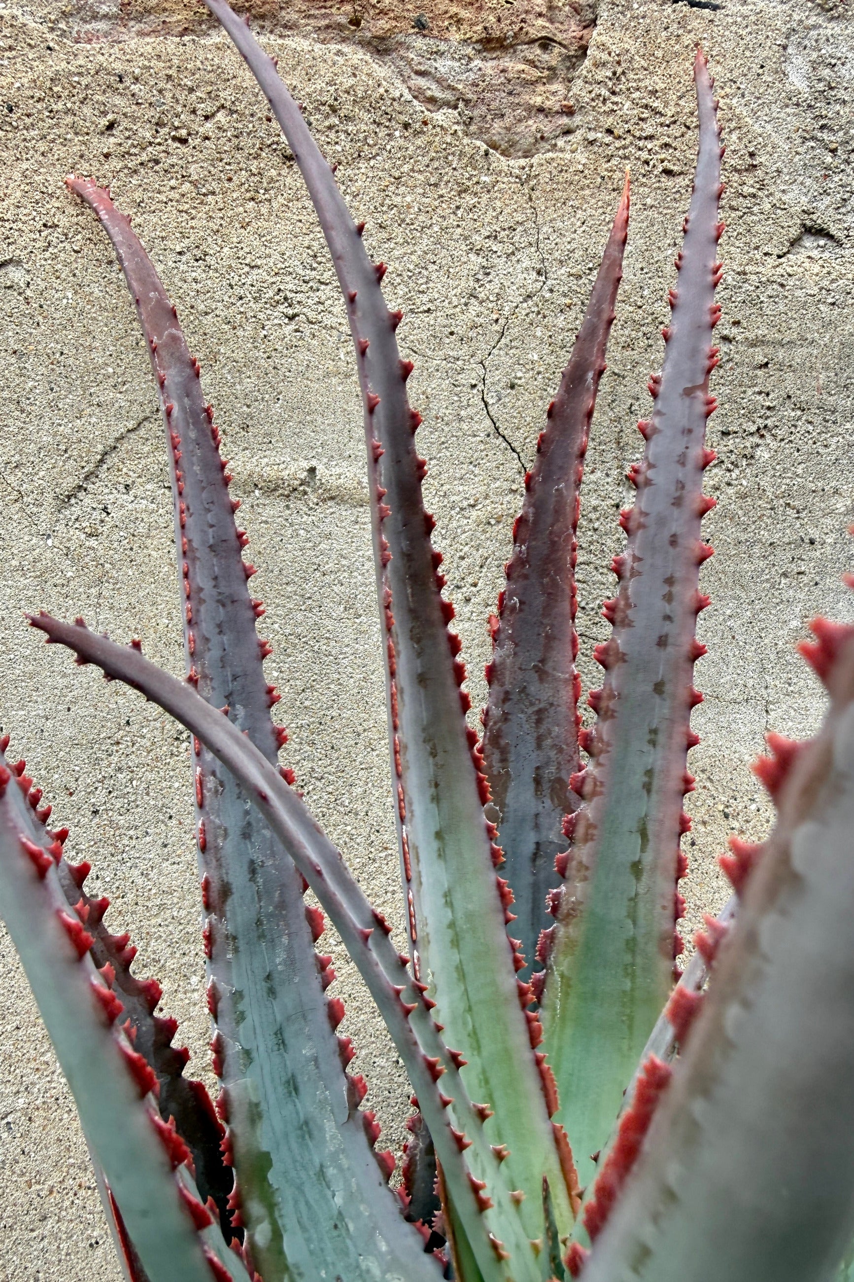 detail of the uniquely colorful leaves of Aloe divaricata 'Diablo' ©Sprout Home