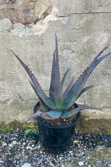 Photo of a Succulent plant in a black pot against a cement wall. The plan is Aloe divaricata 'Diablo' which has long pointed succulent leaves which are a blue-silver color with purple ridges along the margins of each leaf. The leaves grow from a central point and radiate outwards. The plant is photographed against a cement wall on a cement surface.