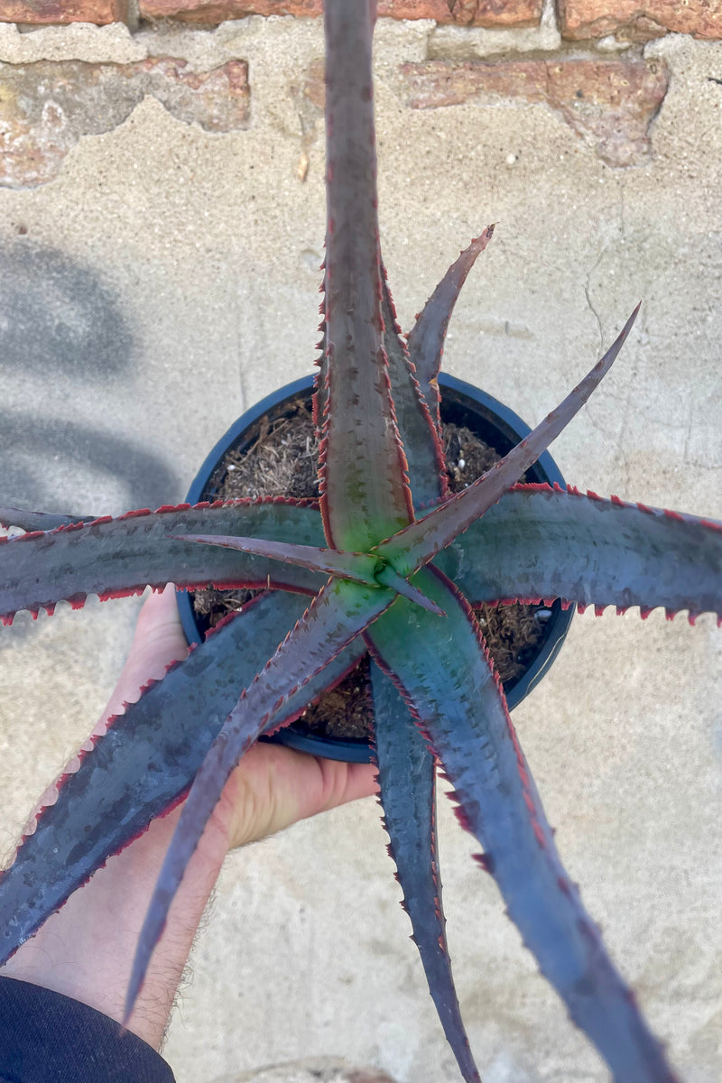 Photo of a hand holding a Succulent plant in a black pot against a cement wall. The plan is Aloe divaricata 'Diablo' which has long pointed succulent leaves which are a blue-silver color with purple ridges along the margins of each leaf. The leaves grow from a central point and radiate outwards. The plant is photographed against a cement wall on a cement surface.