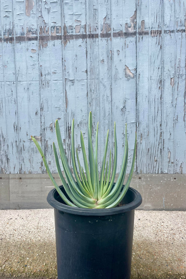 A photo of Aloe plicotillis in a black pot against a gray wall. The plant has long, narrow blue leaves which grow in an iconic fan shape.