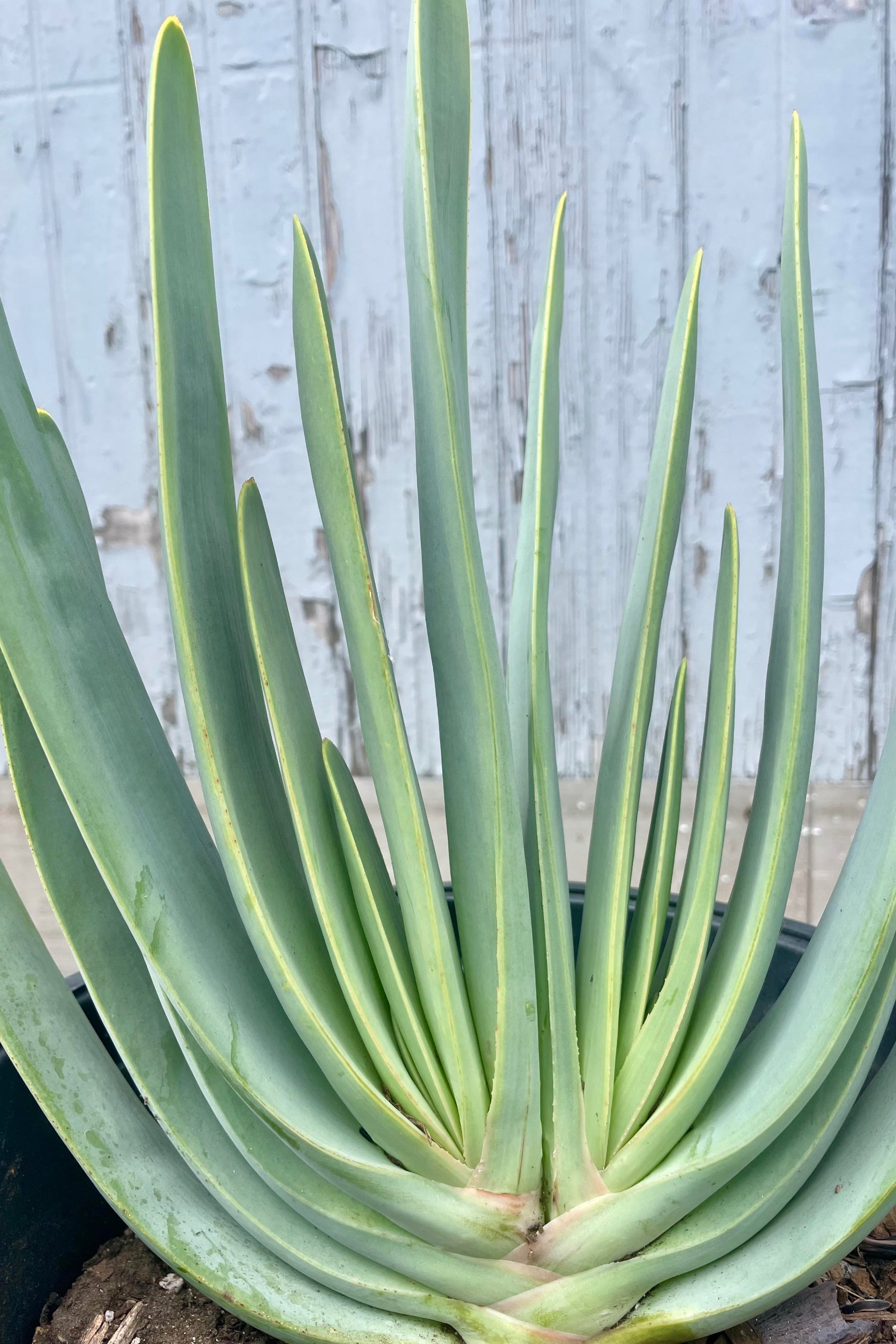 Close photo of the long narrow blue leaves of Aloe pilcotillis in their stunning growth habit. The plant is photographed against a gray wall. ©Sprout Home