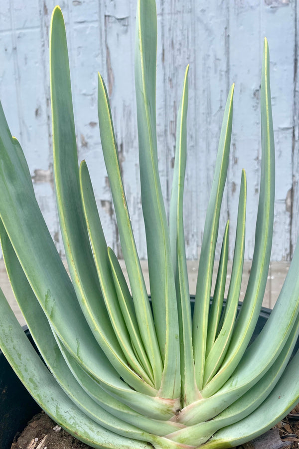 Close photo of the long narrow blue leaves of Aloe pilcotillis in their stunning growth habit. The plantis photographed against a gray wall.