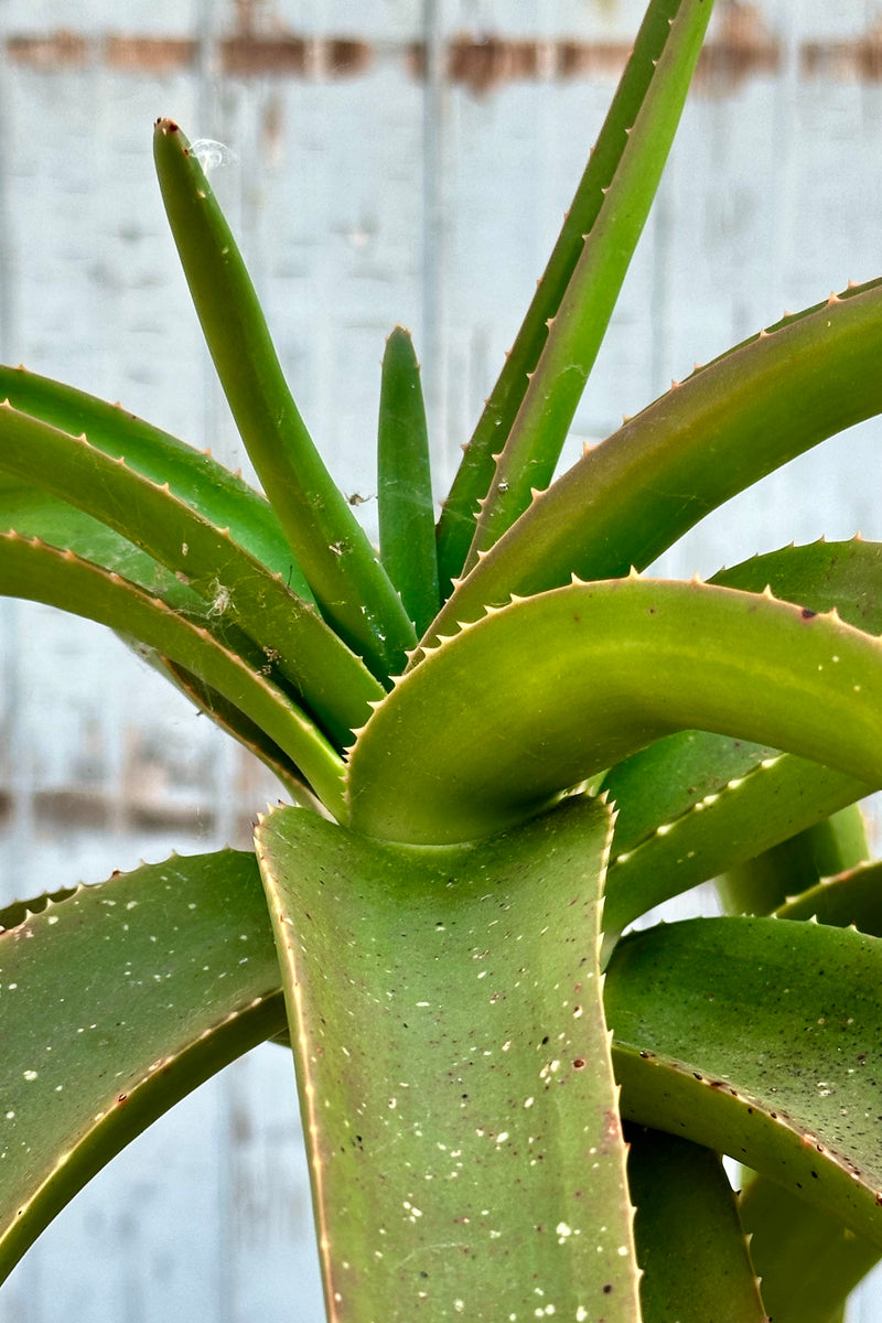 Aloe 'Medusa' up close at Sprout Home