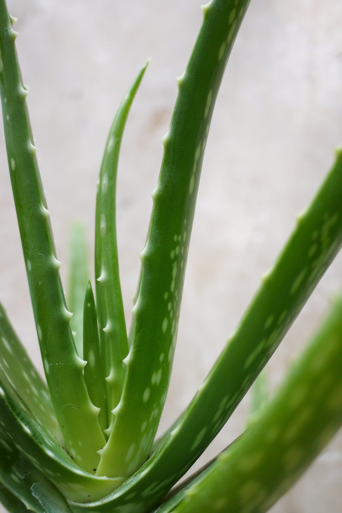 Close-up of a green aloe vera plant with a blurred background ©Sprout Home