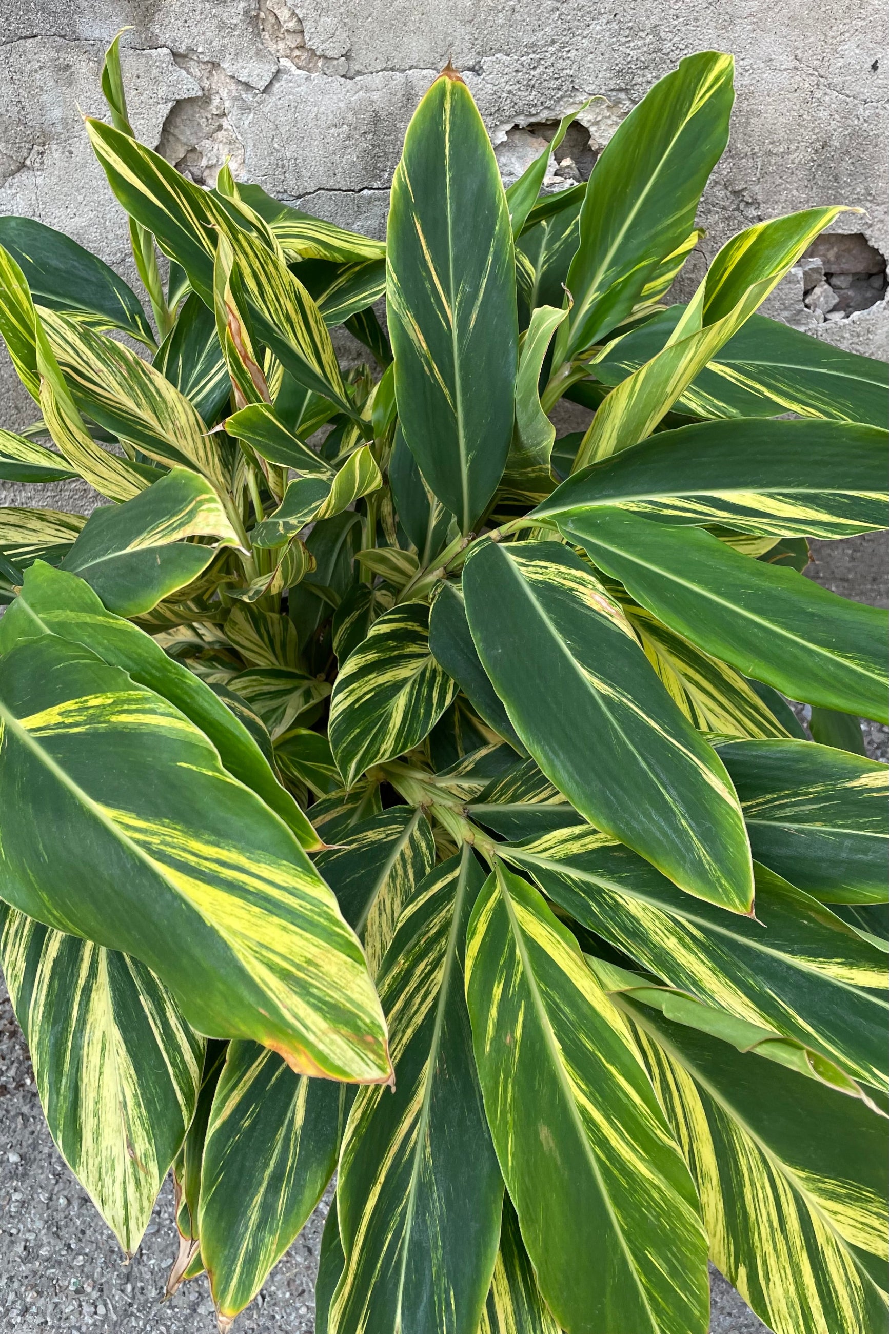 The vibrant yellow and green striped lance shaped leaves of the Alpina "Variegata' ©Sprout Home