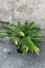 Alpina zerumbet 'Variegata' in a 10" growers pot against a concrete wall showing off its striking yellow and green foliage. 