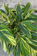 The vibrant yellow and green striped lance shaped leaves of the Alpina "Variegata'