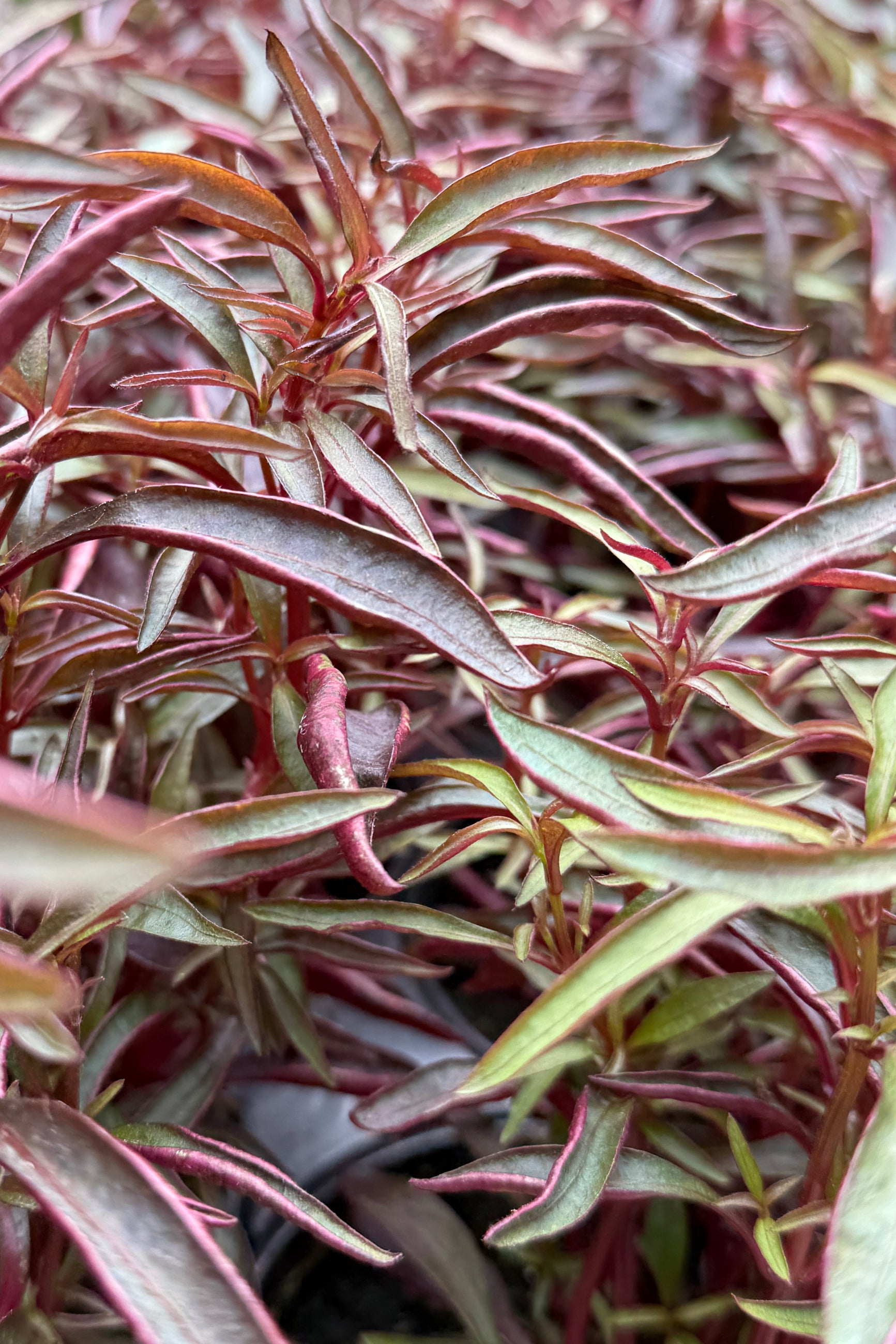 Alternathera 'Red Threads' up close in May showing its lance like burgundy leaves ©Sprout Home