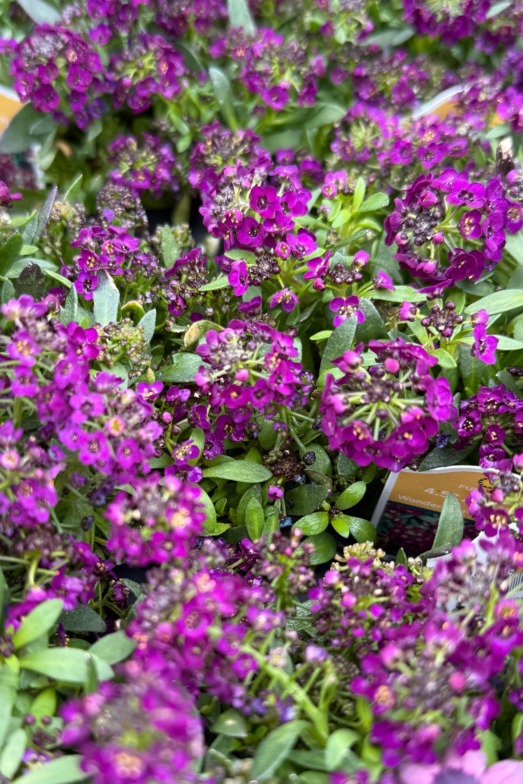 Alyssm 'Wonderland Deep Purple' in bloom and up close in May ©Sprout Home
