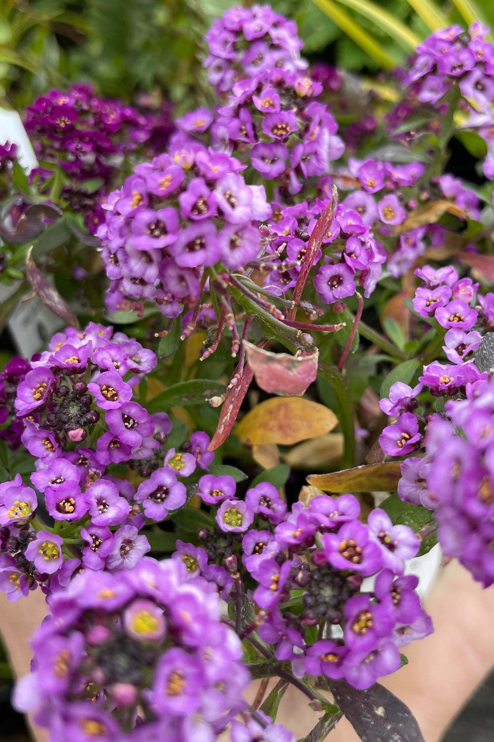 Alyssum 'Clear Crystal Lavender Shades' annual in bloom showing the various colored purple small flowers up close.  ©Sprout Home