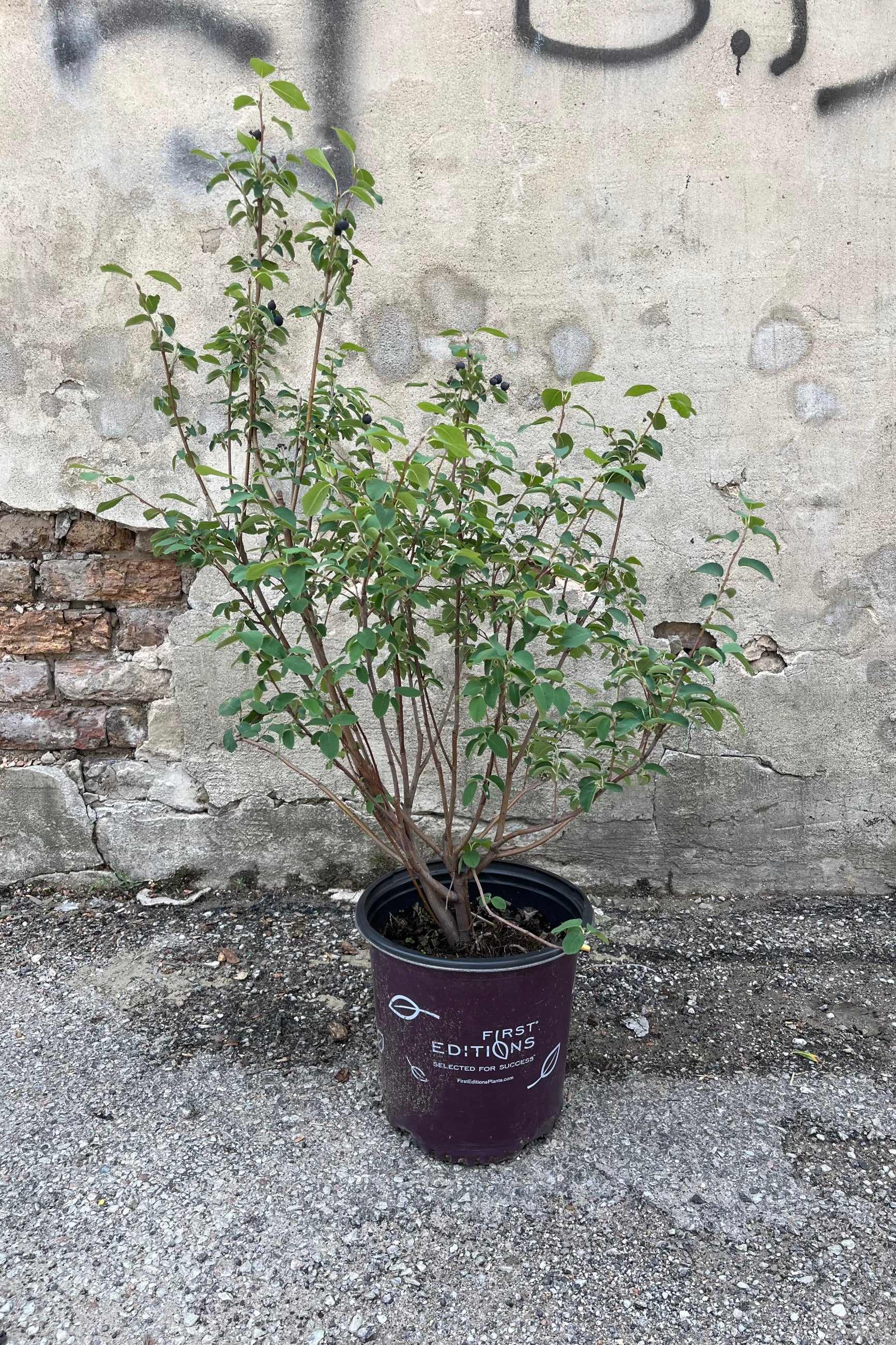 The Amelanchier 'Standing Ovation' shrub the beginning of July in a #2 growers pot, just starting to berry.  ©Sprout Home