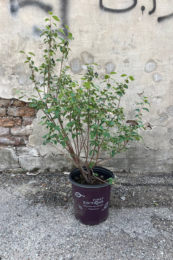 The Amelanchier 'Standing Ovation' shrub the beginning of July in a #2 growers pot, just starting to berry. 