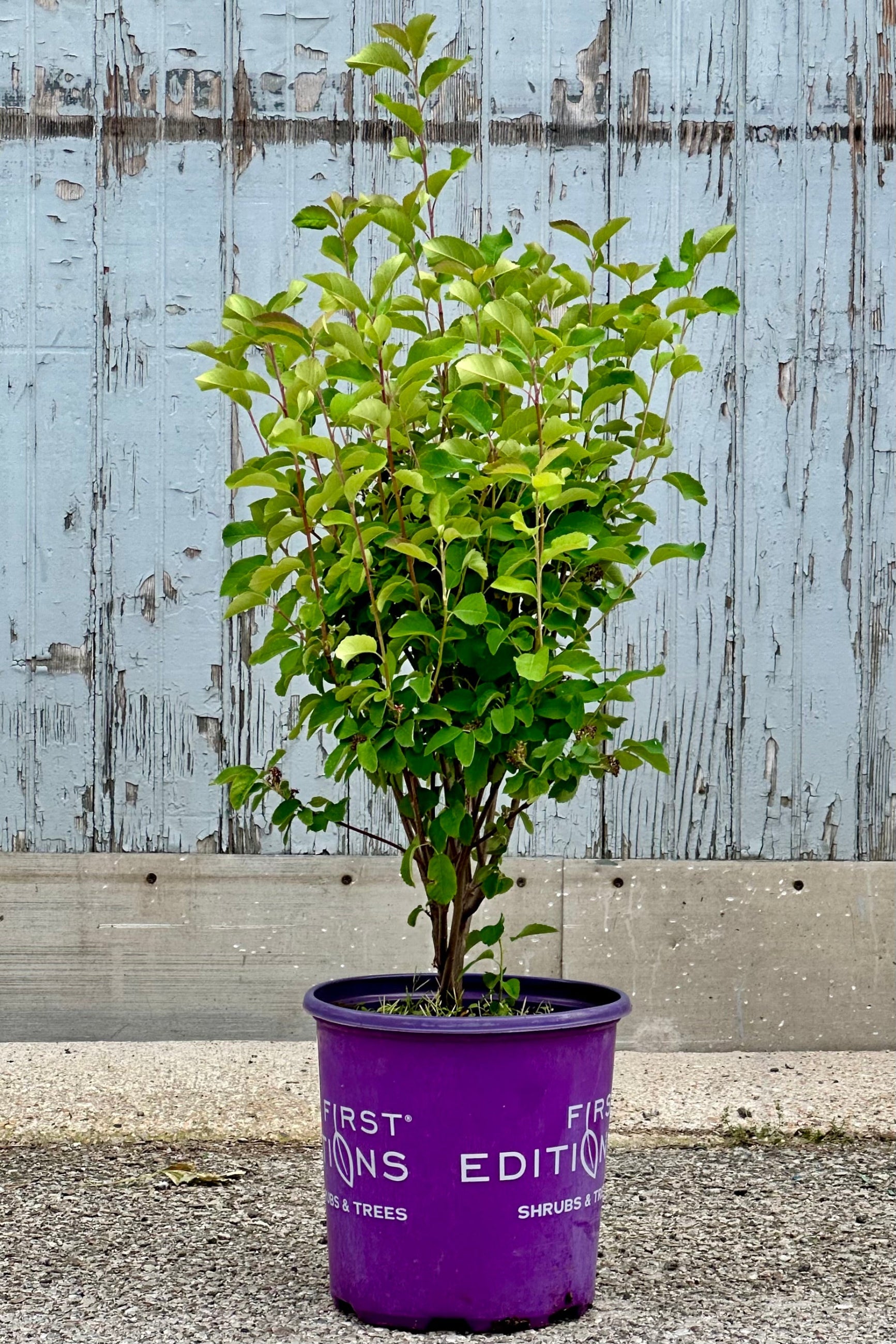 Amelancheir 'Standing Ovation' in a #2 growers pot the beginning of June standing tall ©Sprout Home