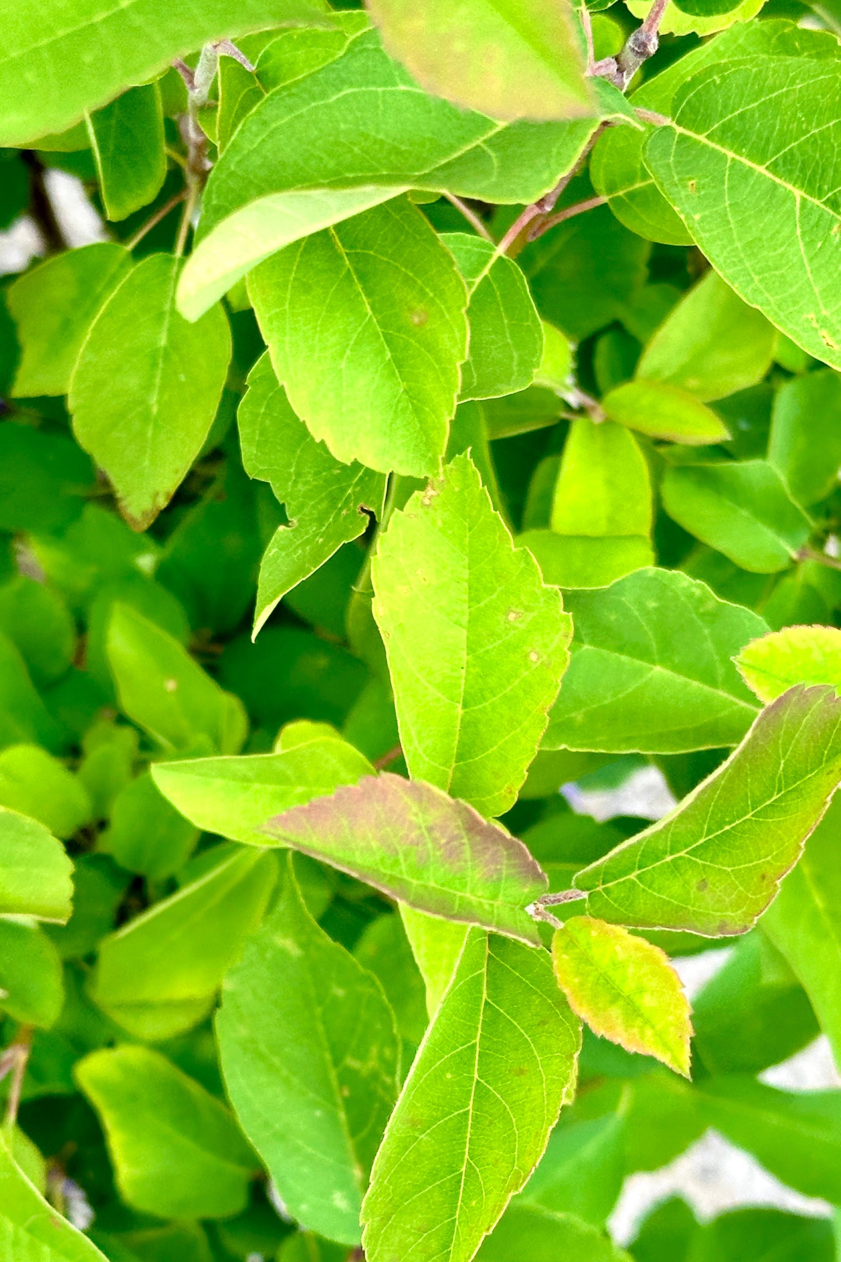 Amelanchier 'Standing Ovation' leaves up close the beginning of June showing the bright green colors. ©Sprout Home