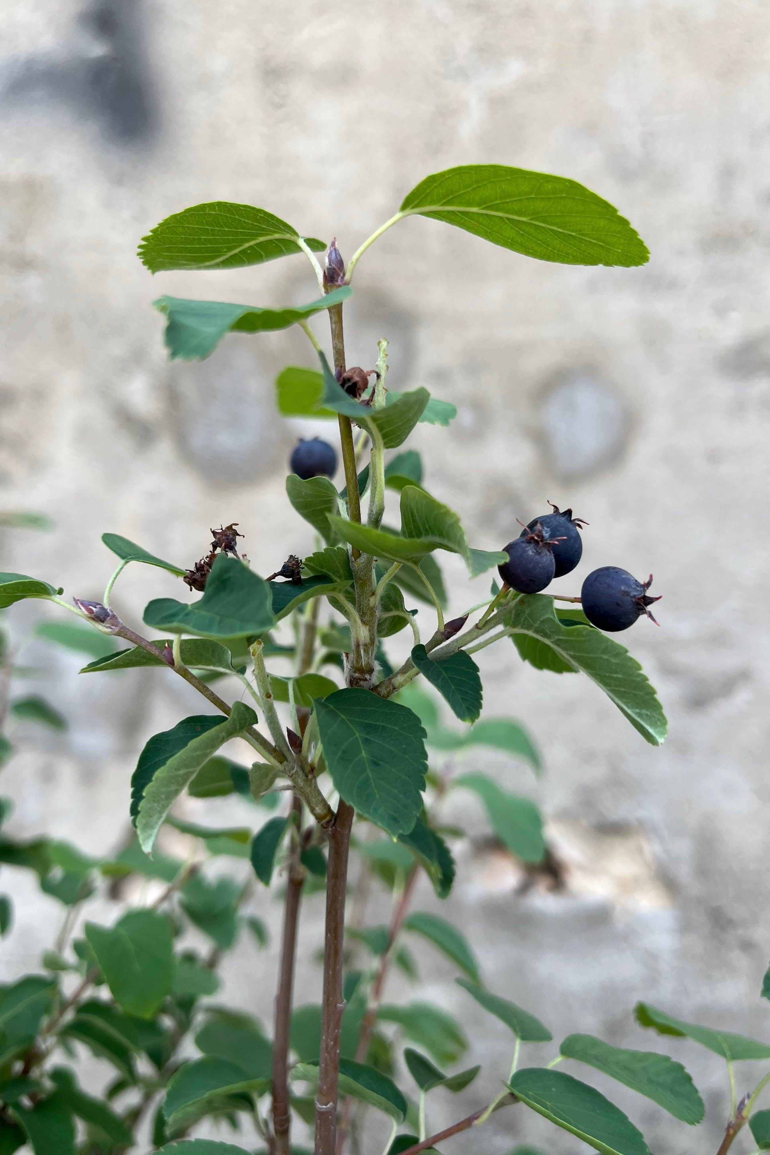 A detail of the blue berries on the Amelanchier 'Standing Ovation' the beginning of July