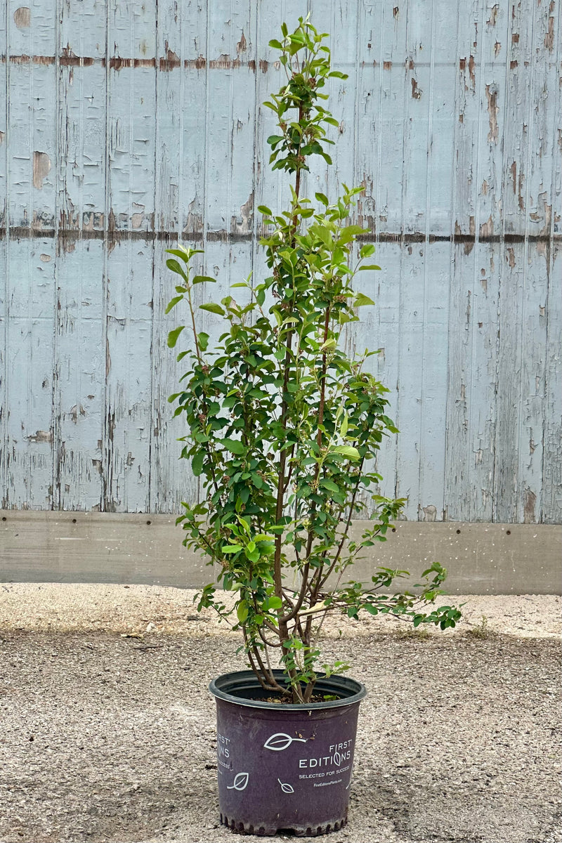 Amelancheir 'Standing Ovation' in a #3 growers pot standing tall the beginning of June. 