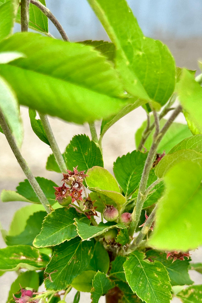 Up close picture of the Amelanchier 'Standing Ovation' the beginning of June with some berries just starting to mature. 