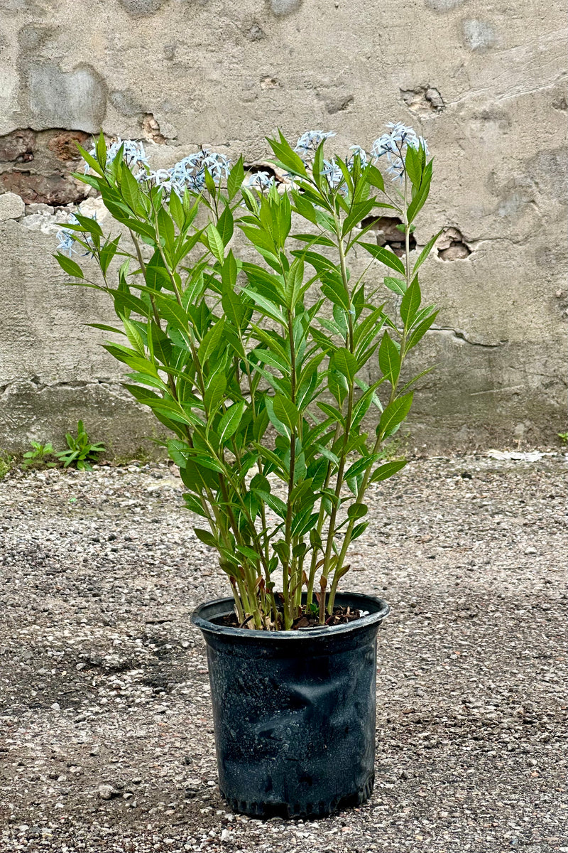 #1 size of Amsonia 'Starstruck' in full bloom with its light blue flowers on the top of tall stalks mid May.