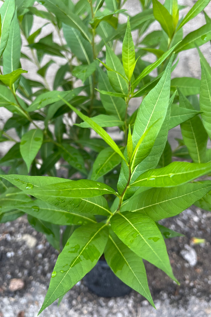 A detailed picture of the green lance to ovate shaped  leaves of the Amsonia 'Starstruck' in July after bloom.