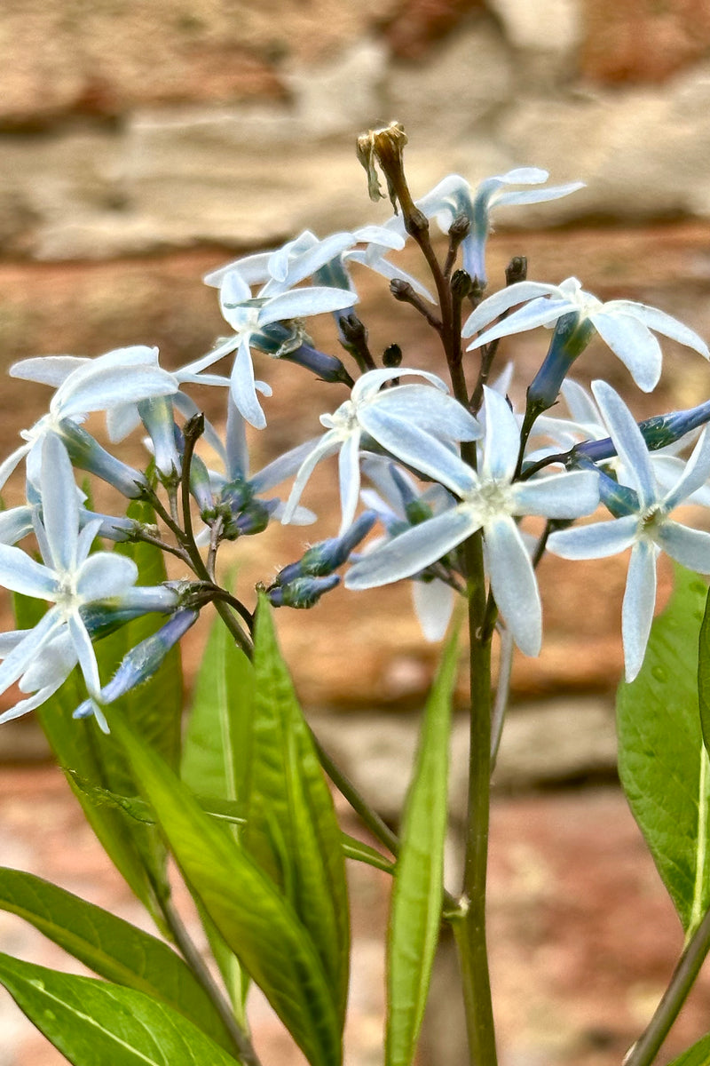 The light blue bloom of the Amsonia 'Starstruck' mid May at Sprout Home