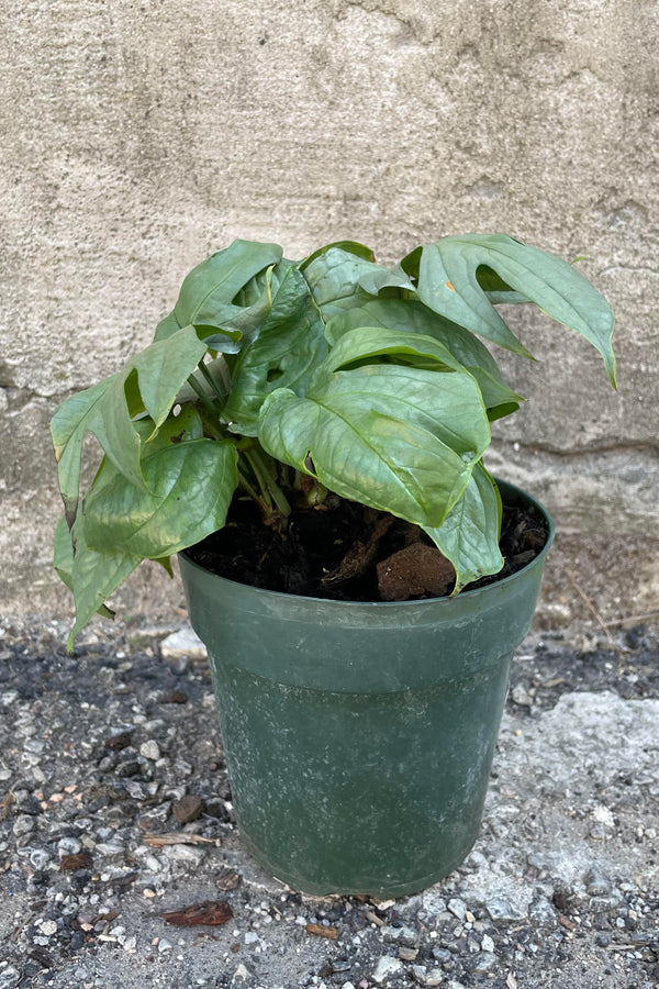 Photo of an Amydrium medium 'Silver Form' houseplant in a green nursery pot against a cement wall.