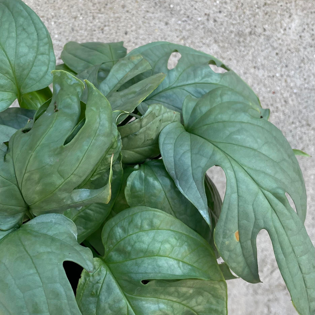 monstera amydrium silver Amydrium medium 'Silver Form' 6" at SPROUT HOME