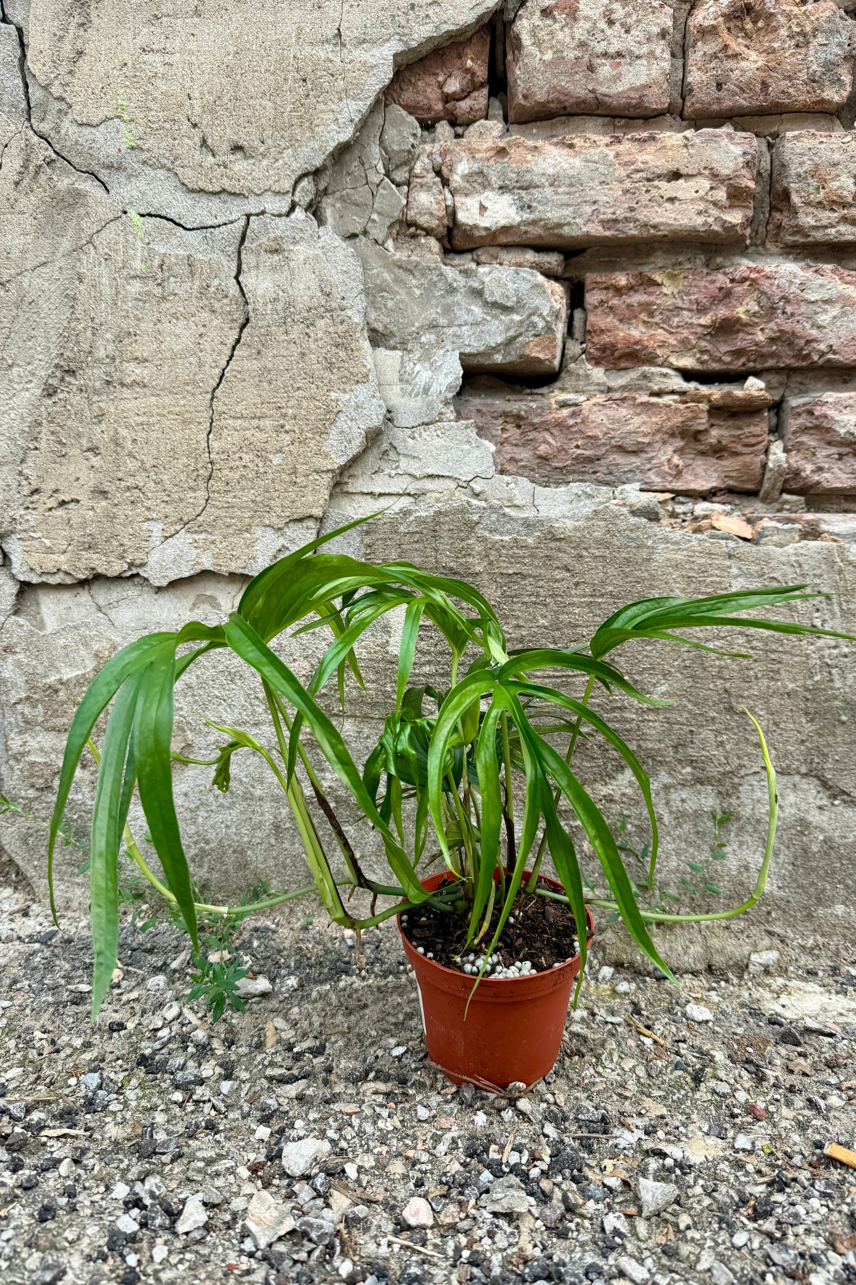 A Amydrium zippelianum in a 4" growers pot with long, slender leaves in a terracotta-colored plastic pot, set against a weathered stone and brick wall. ©Sprout Home