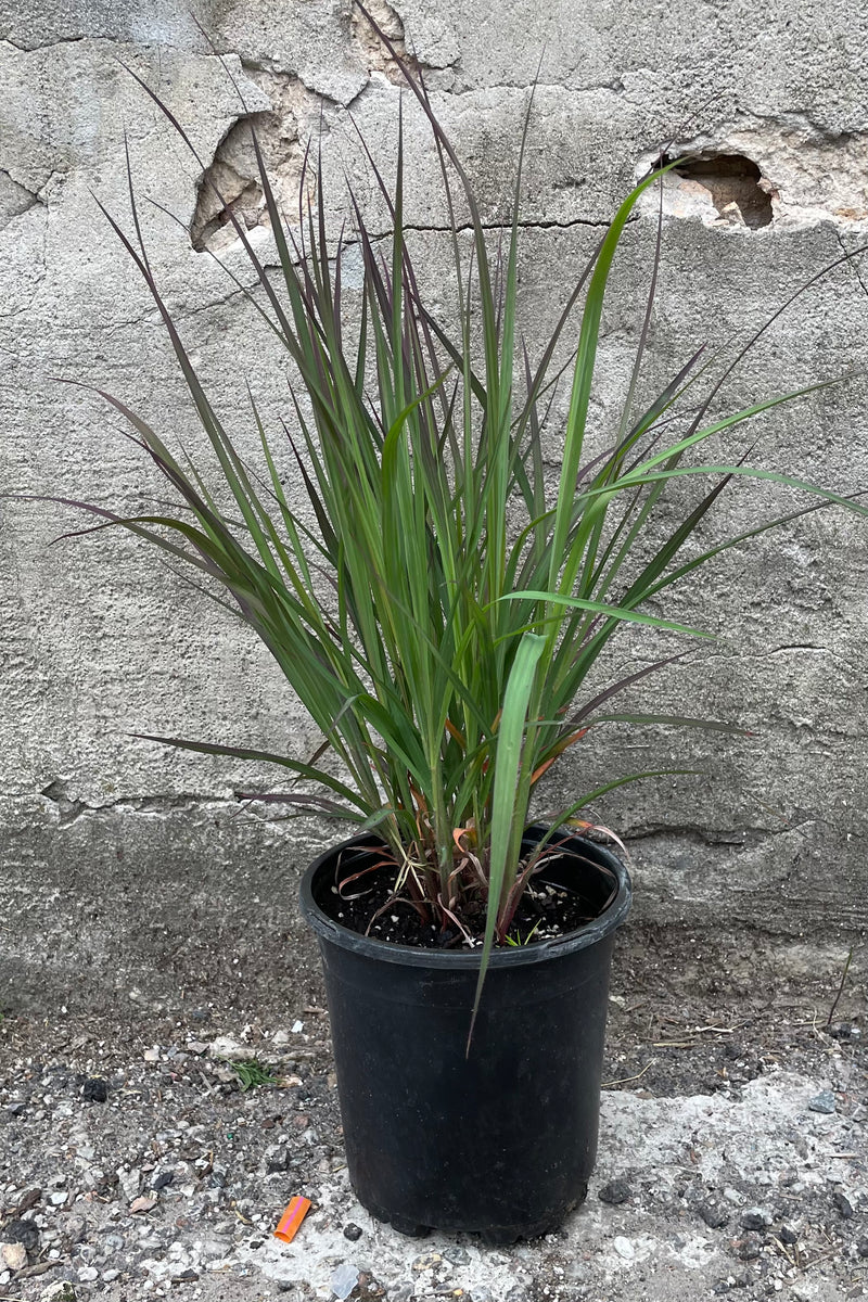Andropogon ' Red October' in a #1 growers pot the middle of June in front of a concrete wall. 