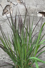 Detail shot of the green with auburn tips blades of Andropogon 'Red October' in them middle of June