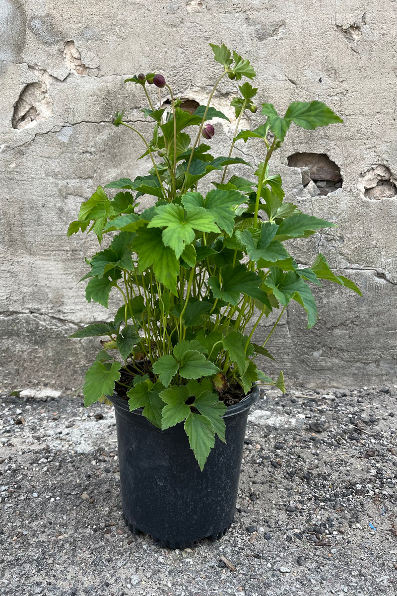 Anemone 'September Charm' in a #1 growers pot showing beautiful green foliage and dark pink flowers about to bloom in mid-August
