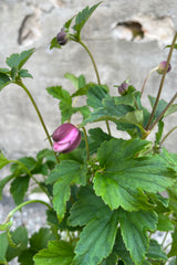 detail image of Anemone 'September Charm' showing dark pink blooms just starting to open in mid-August at Sprout