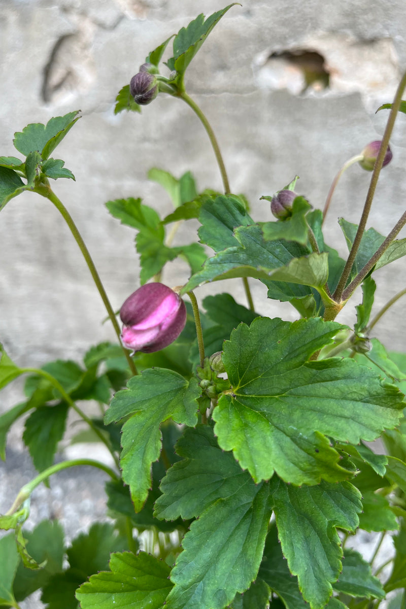detail image of Anemone 'September Charm' showing dark pink blooms just starting to open in mid-August at Sprout