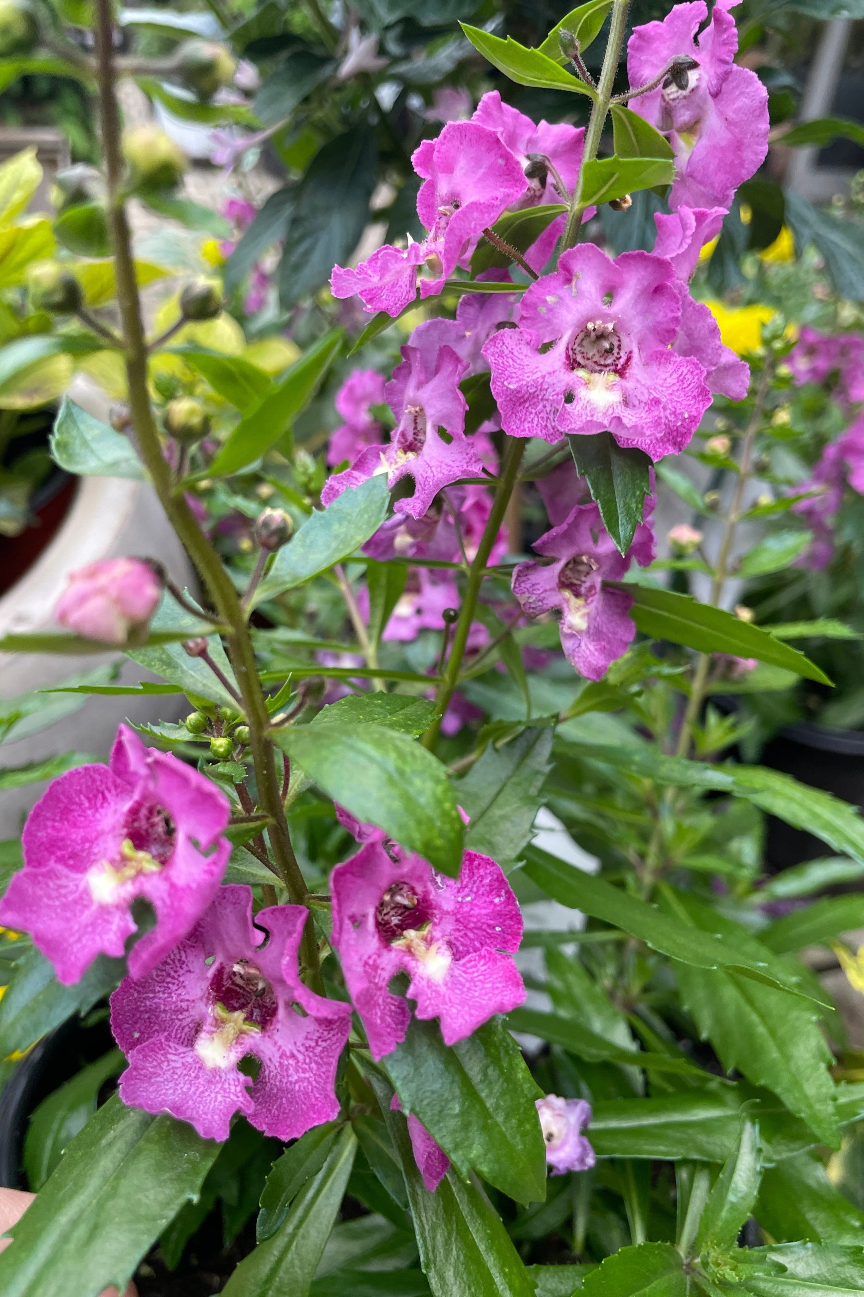 Angelonia 'Archangel Pink' annual blooming with its open snapdragon like flowers the beginning of May at Sprout Home.  ©Sprout Home