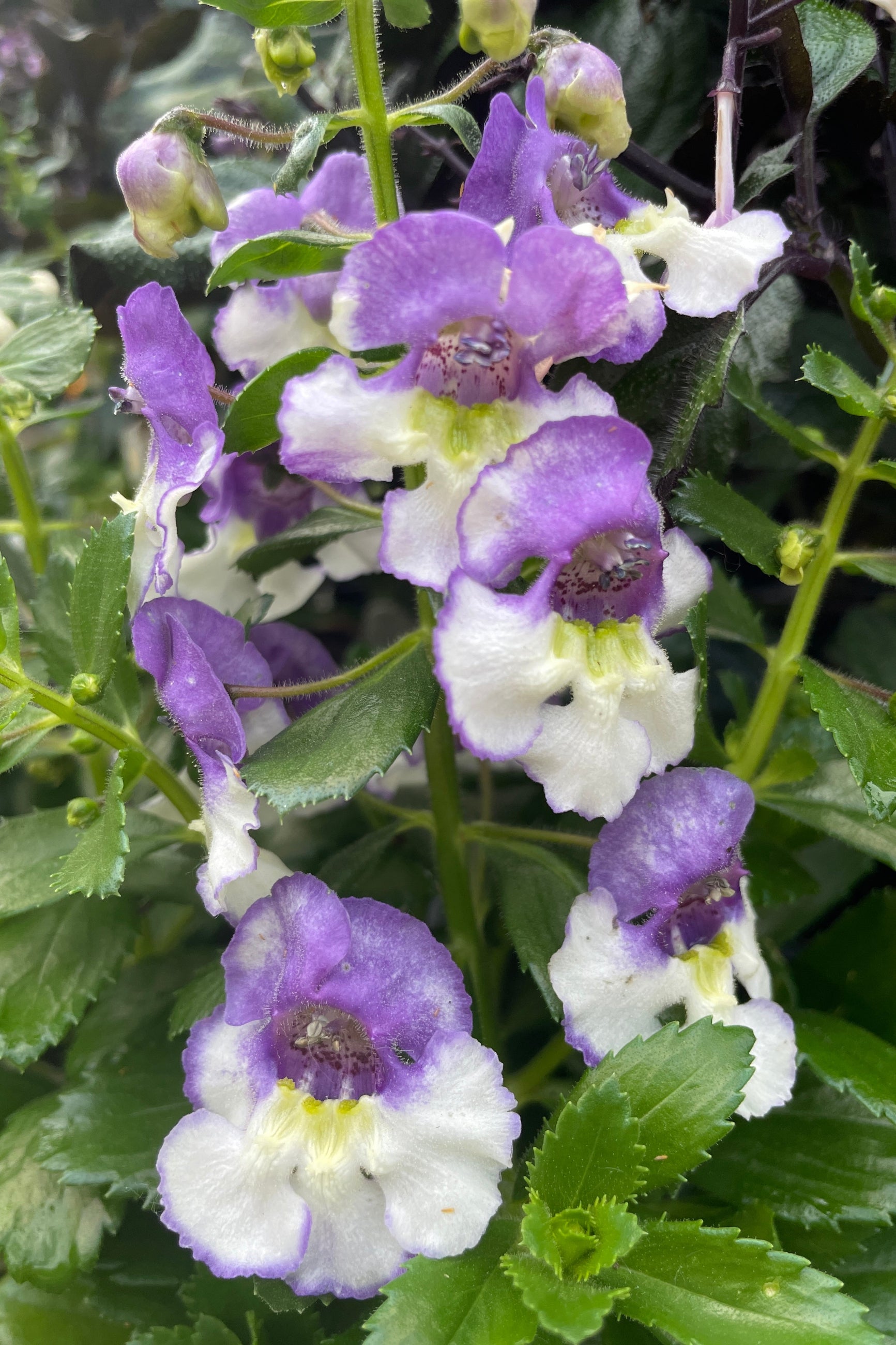 Angelonia 'Big Bicolor Purple' flowers in bloom up close the end of May at Sprout Home.  ©Sprout Home