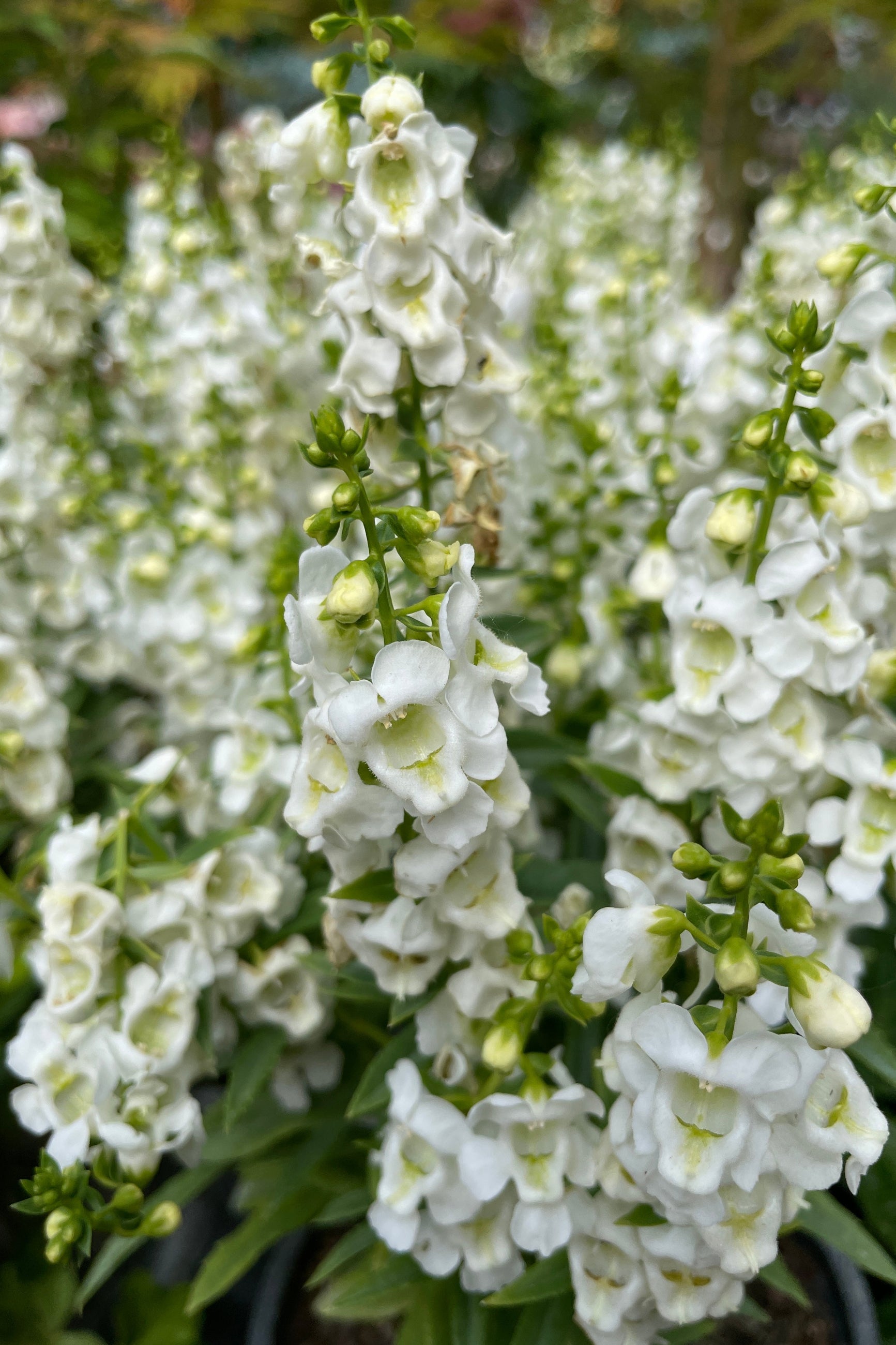 White flowering Angelonia mid May in the Sprout Home yard.  ©Sprout Home