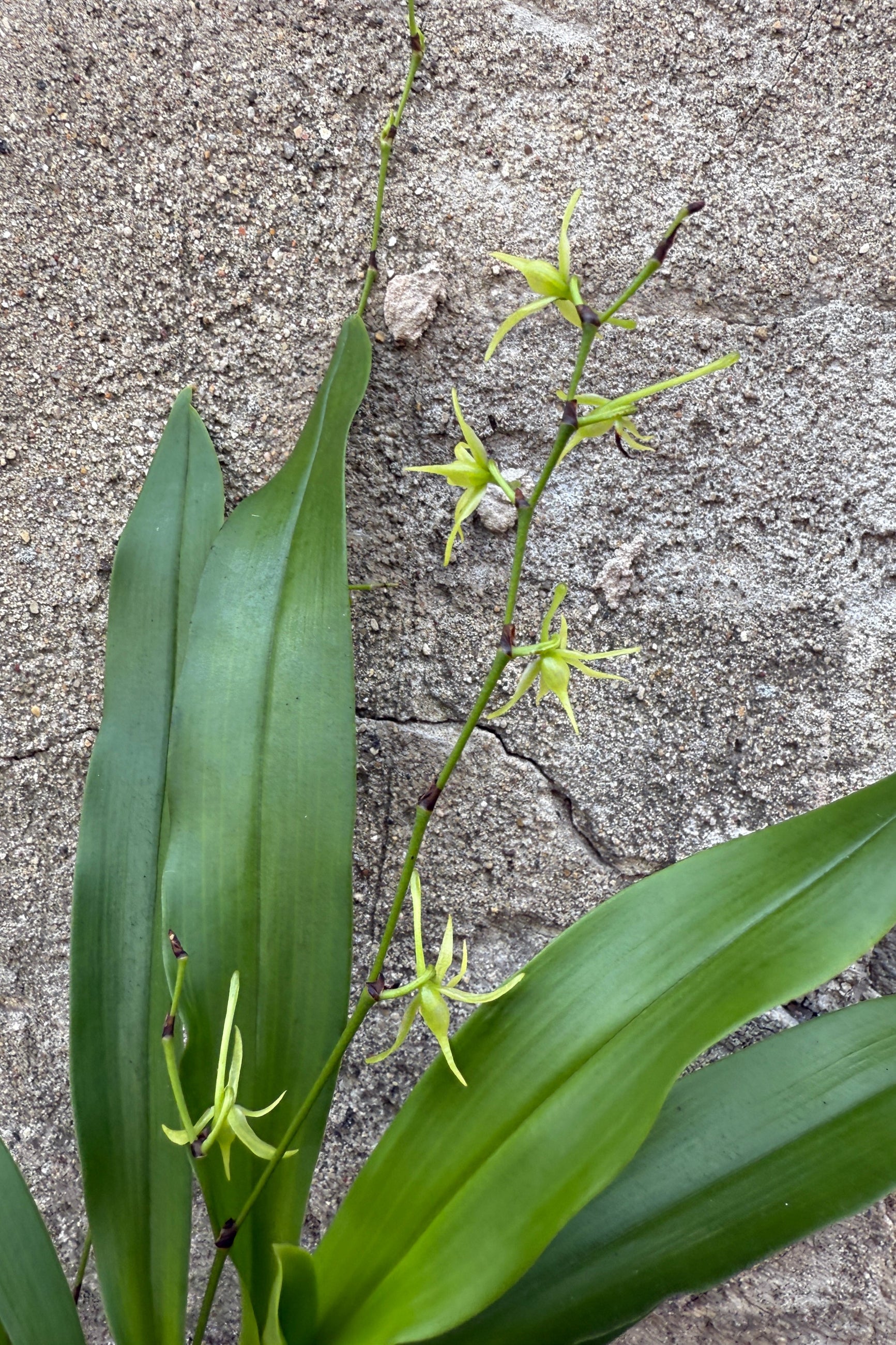 Angraecum orchid in bloom showing its small sweet yellow green flowers ©Sprout Home