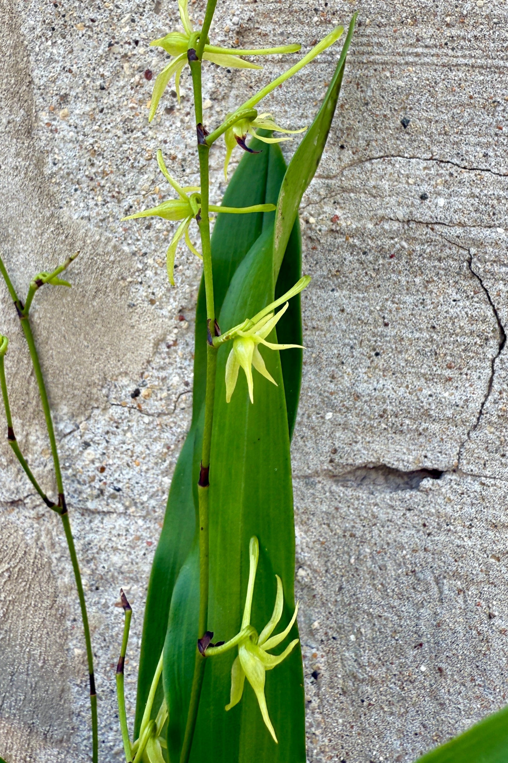 Angraecum orchid in bloom showing its small sweet yellow green flowers ©Sprout Home