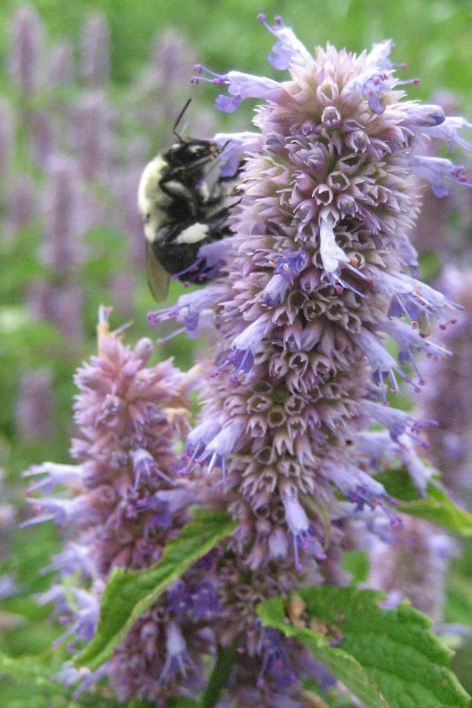 Anise plant in bloom with a bumble bee taking pollen