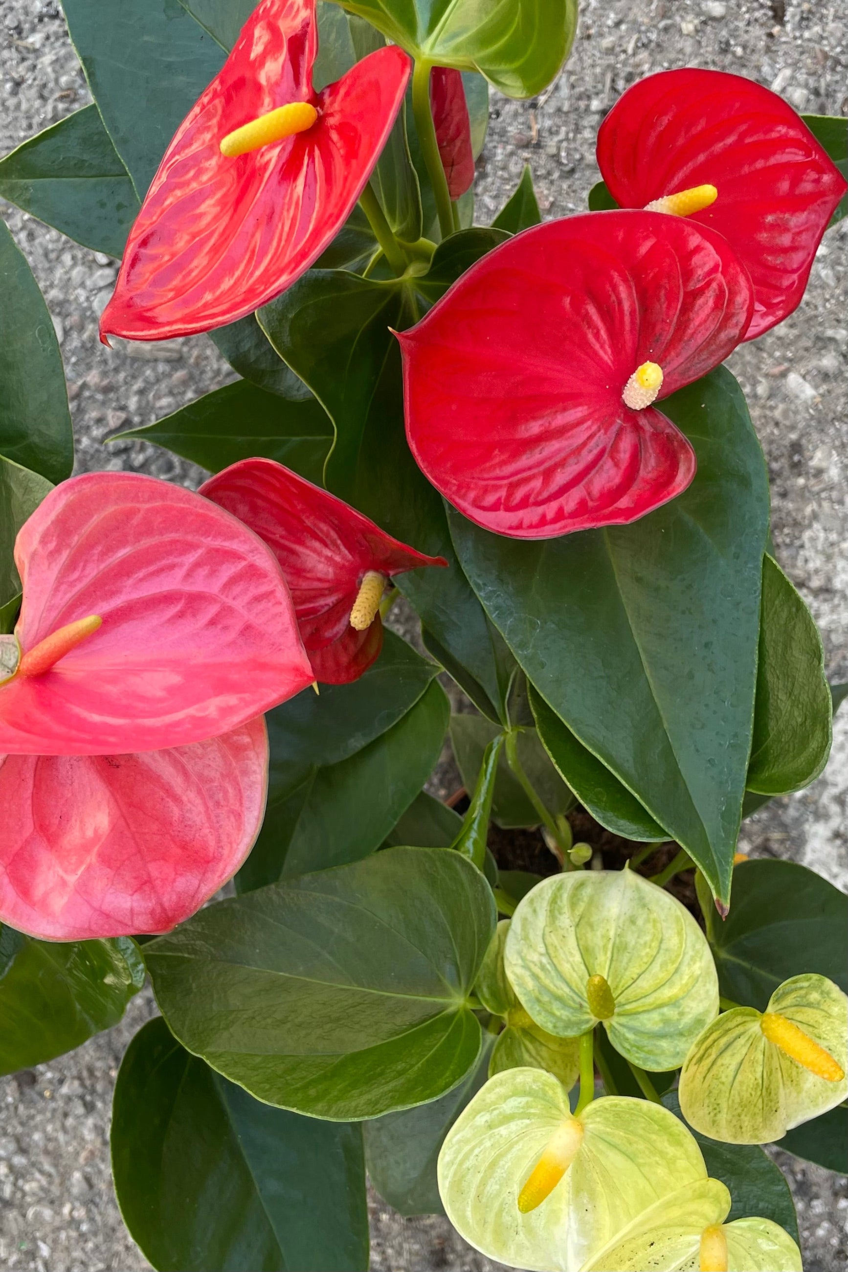 A detailed view of all of the varieties of Anthurium hybrid 5" against concrete backdrop ©Sprout Home