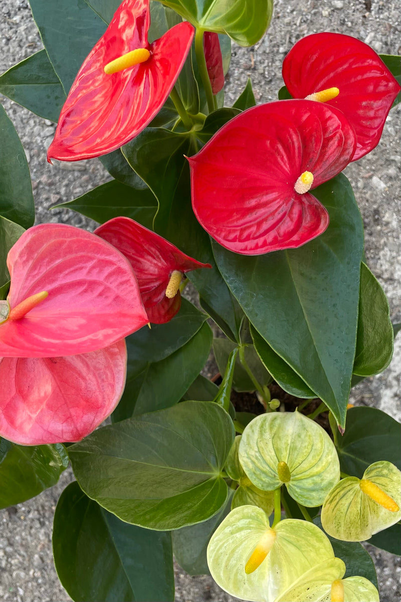 A detailed view of all of the varieties of Anthurium hybrid 5" against concrete backdrop