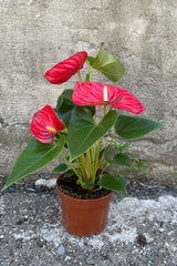 A full view of one of the varieties of Anthurium hybrid 5" in grow pot against concrete backdrop