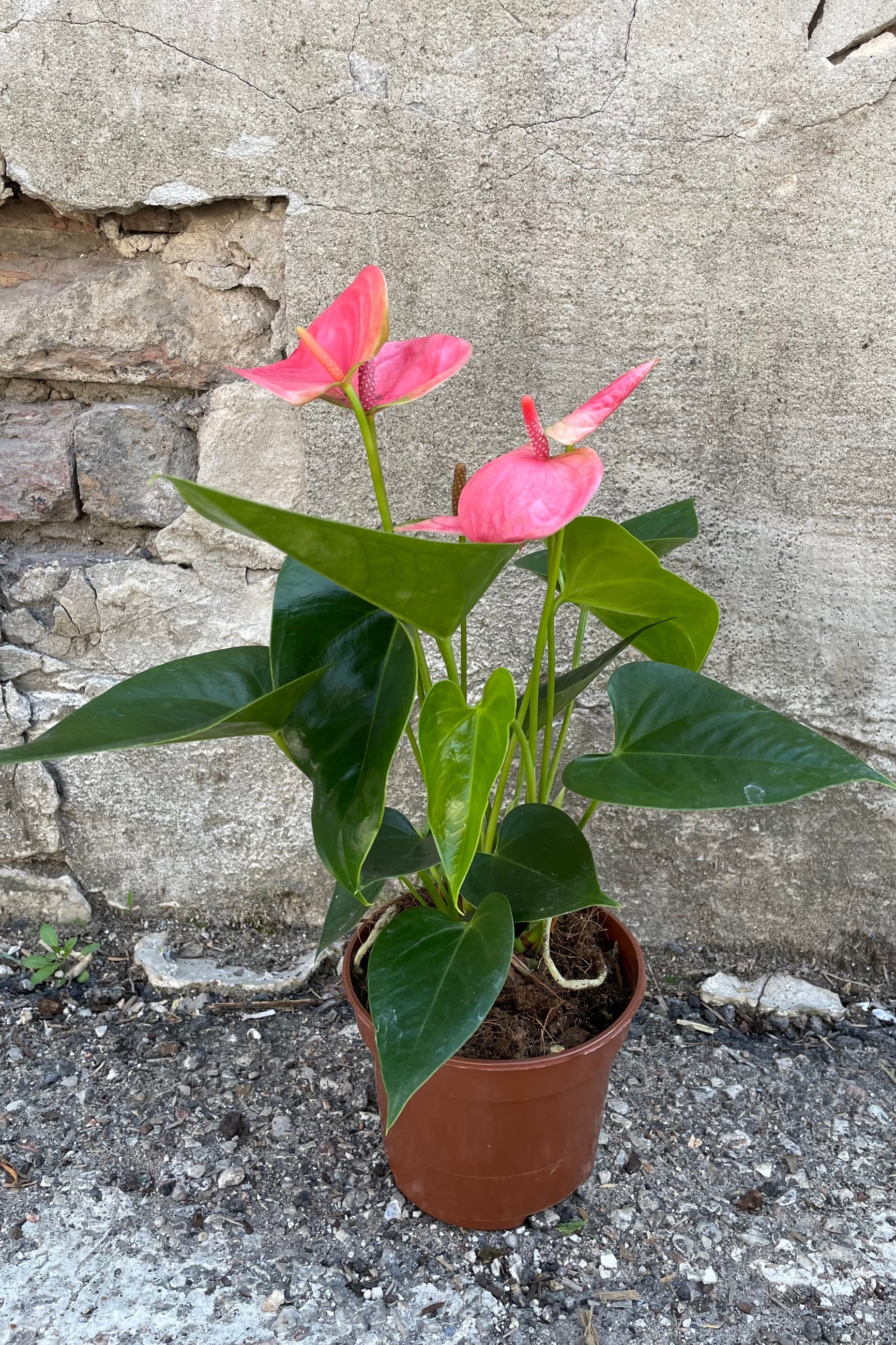 A full view of one of the varieties of Anthurium hybrid 5" in grow pot against concrete backdrop ©Sprout Home
