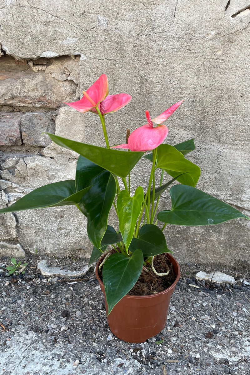 A full view of one of the varieties of Anthurium hybrid 5" in grow pot against concrete backdrop
