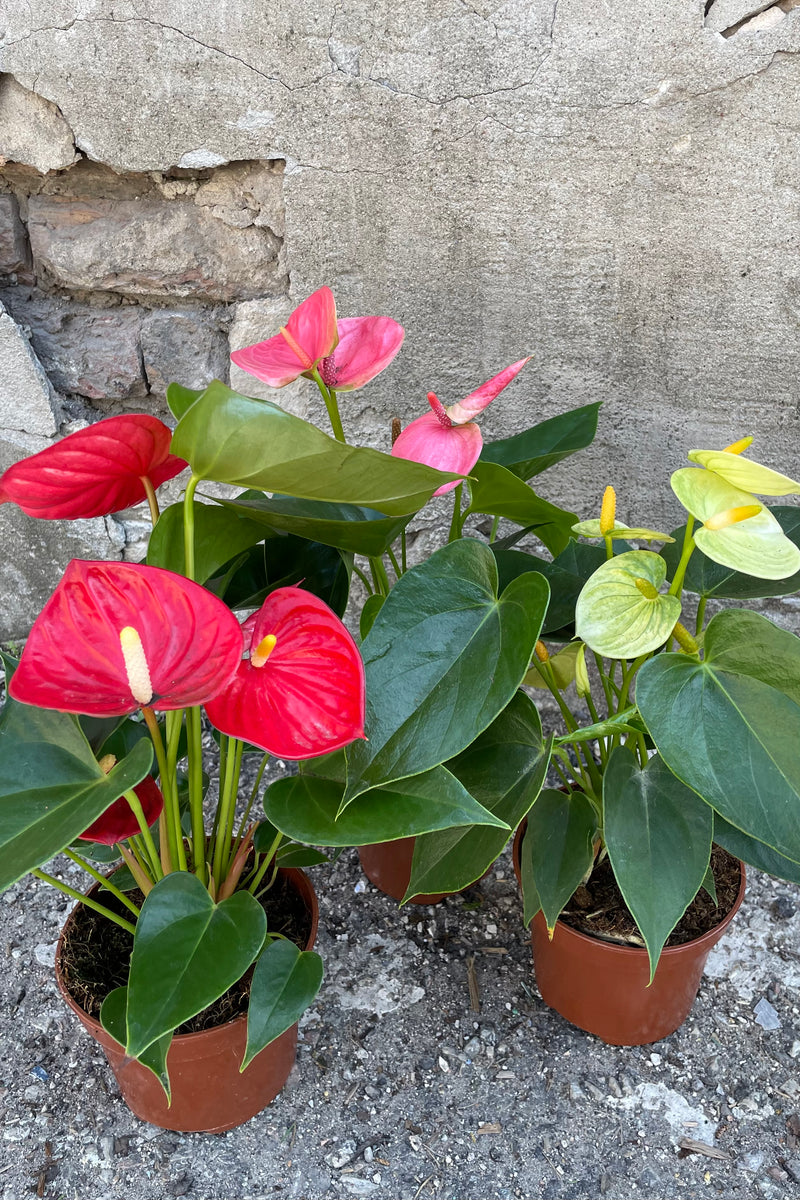 A full view of the varieties of Anthurium hybrid 5" in grow pot against concrete backdrop