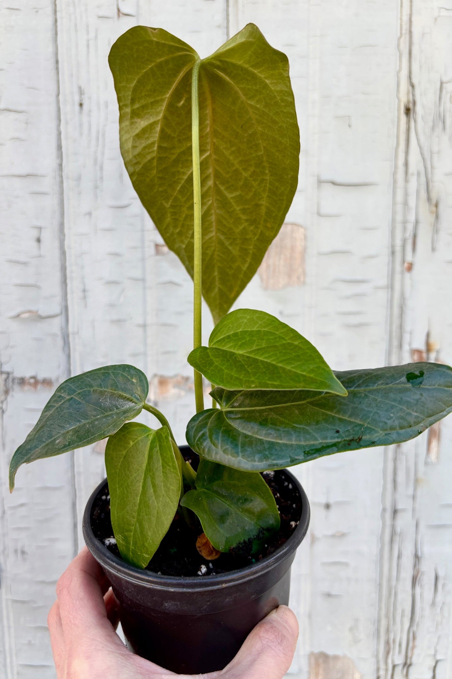 4" pot of Anthurium 'Queen of Hearts' against a grey wall ©Sprout Home