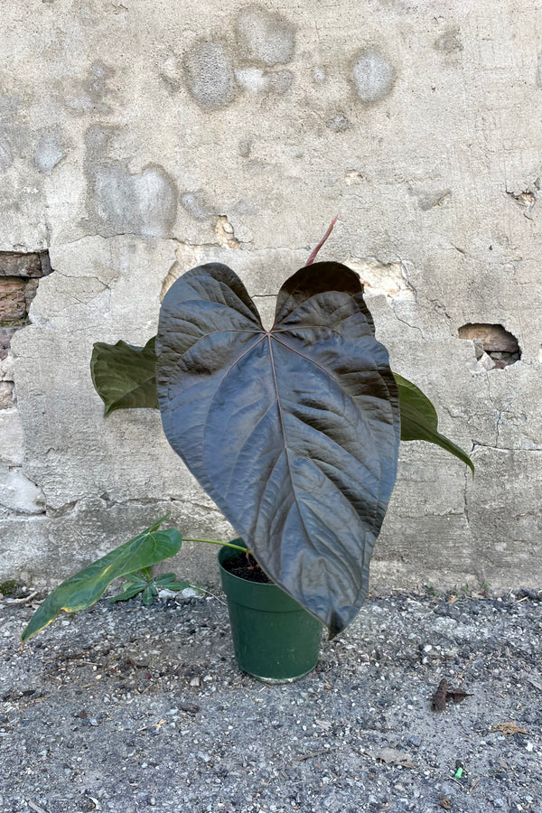 Photo of Anthurium 'Queen of Hearts' in a green pot against a cement wall.