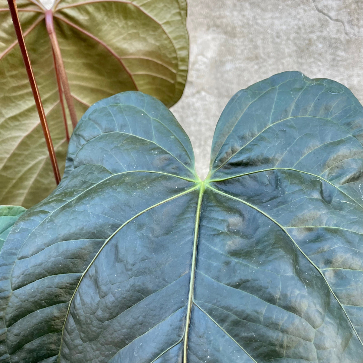 anthurium quechua queen Anthurium 'Queen of Hearts' 6" at SPROUT HOME