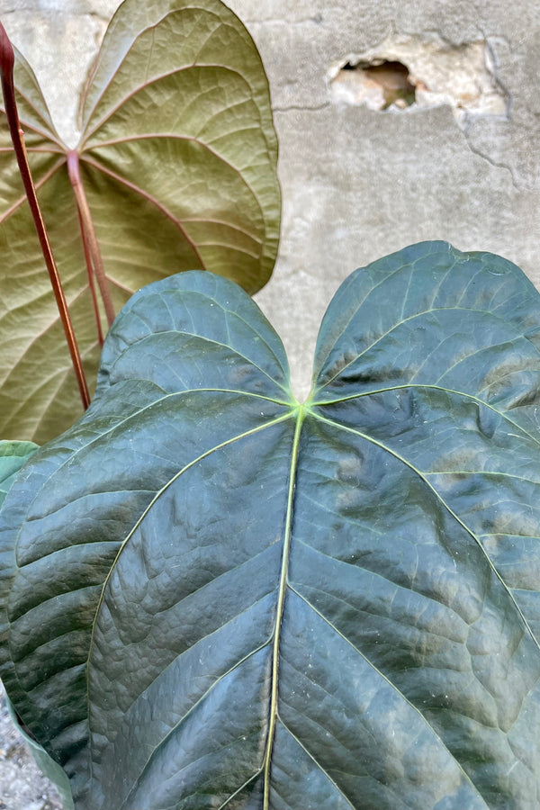Close photo of front and back of leaves of Anthurium 'Queen of Hearts' against a concrete wall.
