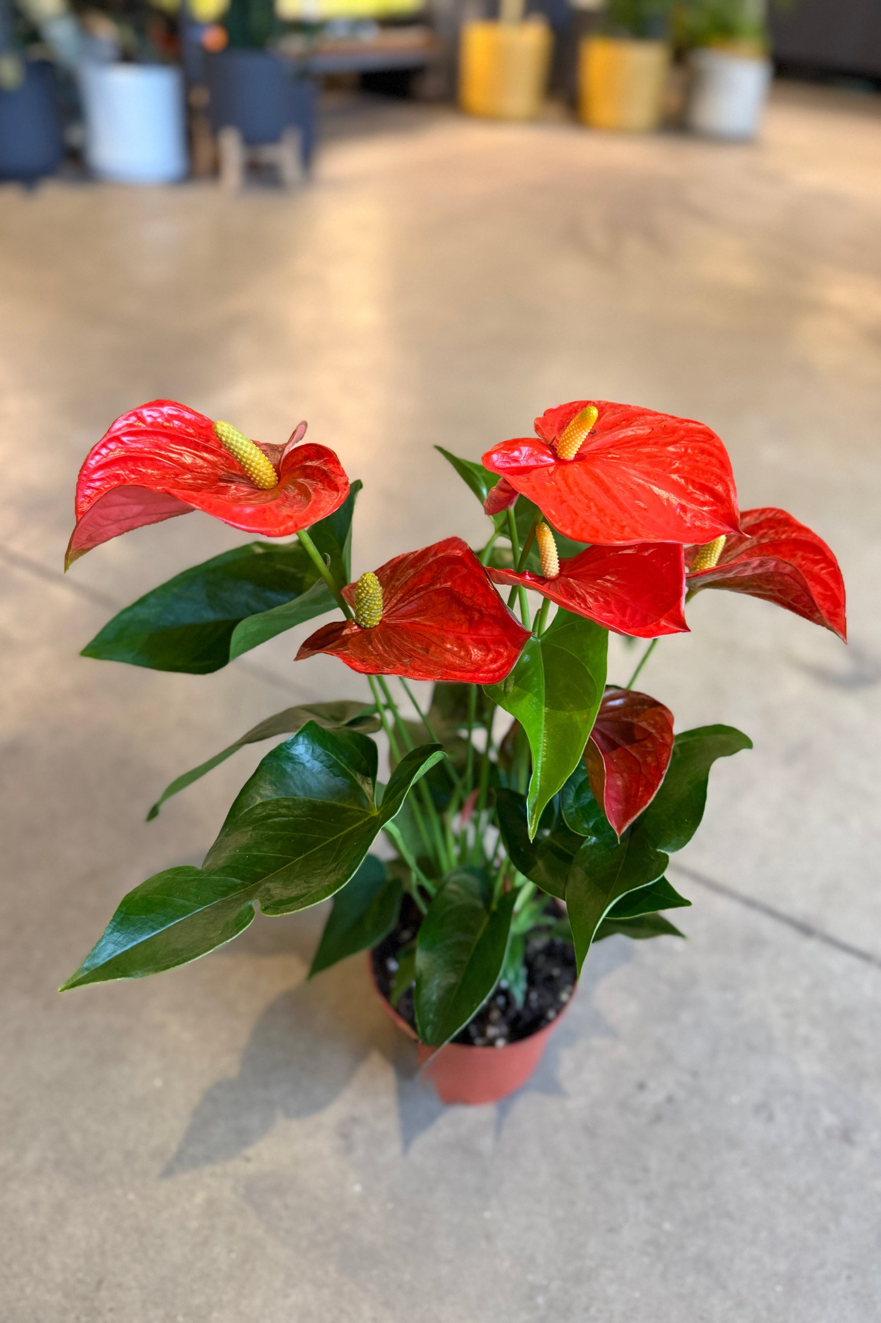 Anthurium hybrid with an orange "flower" potted in a 6" growers pot sitting on a concrete floor ©Sprout Home